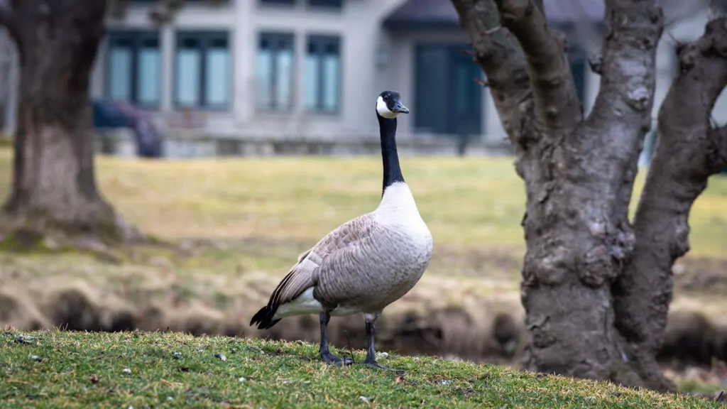 A Canada goose stands alert on a grassy area near mature trees in Boise.