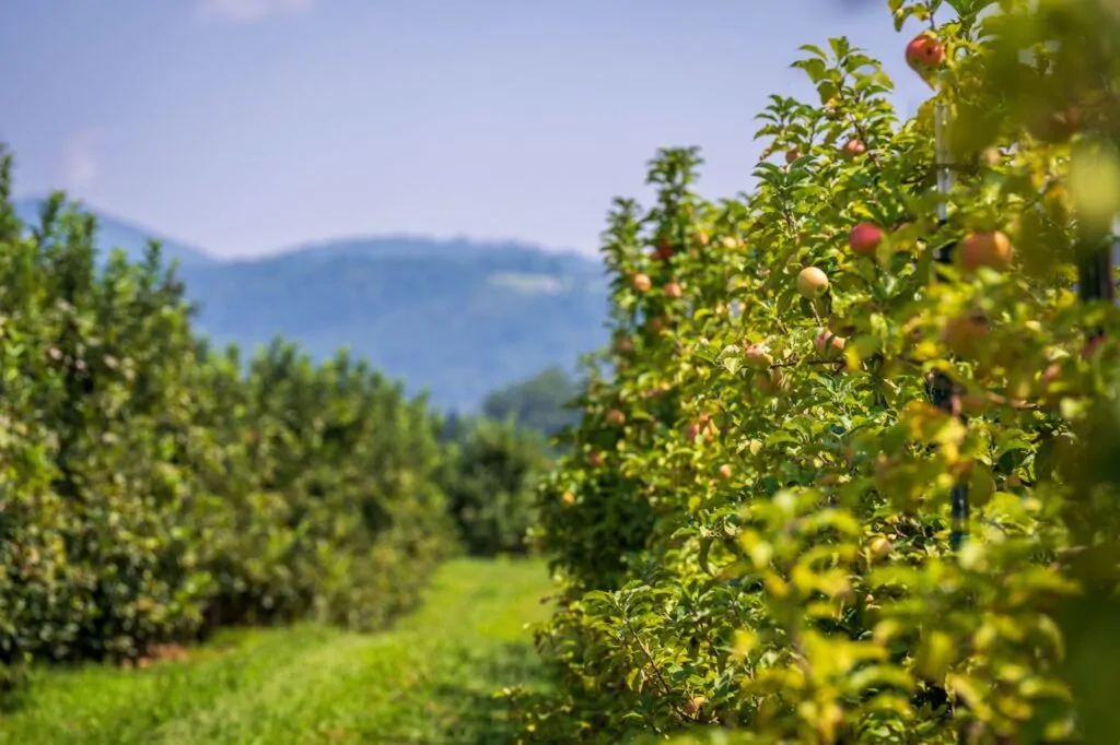 Fruit trees growing in an orchard with foothills in the background, evoking Boise’s spring growth and the need to shape abundance with care.
